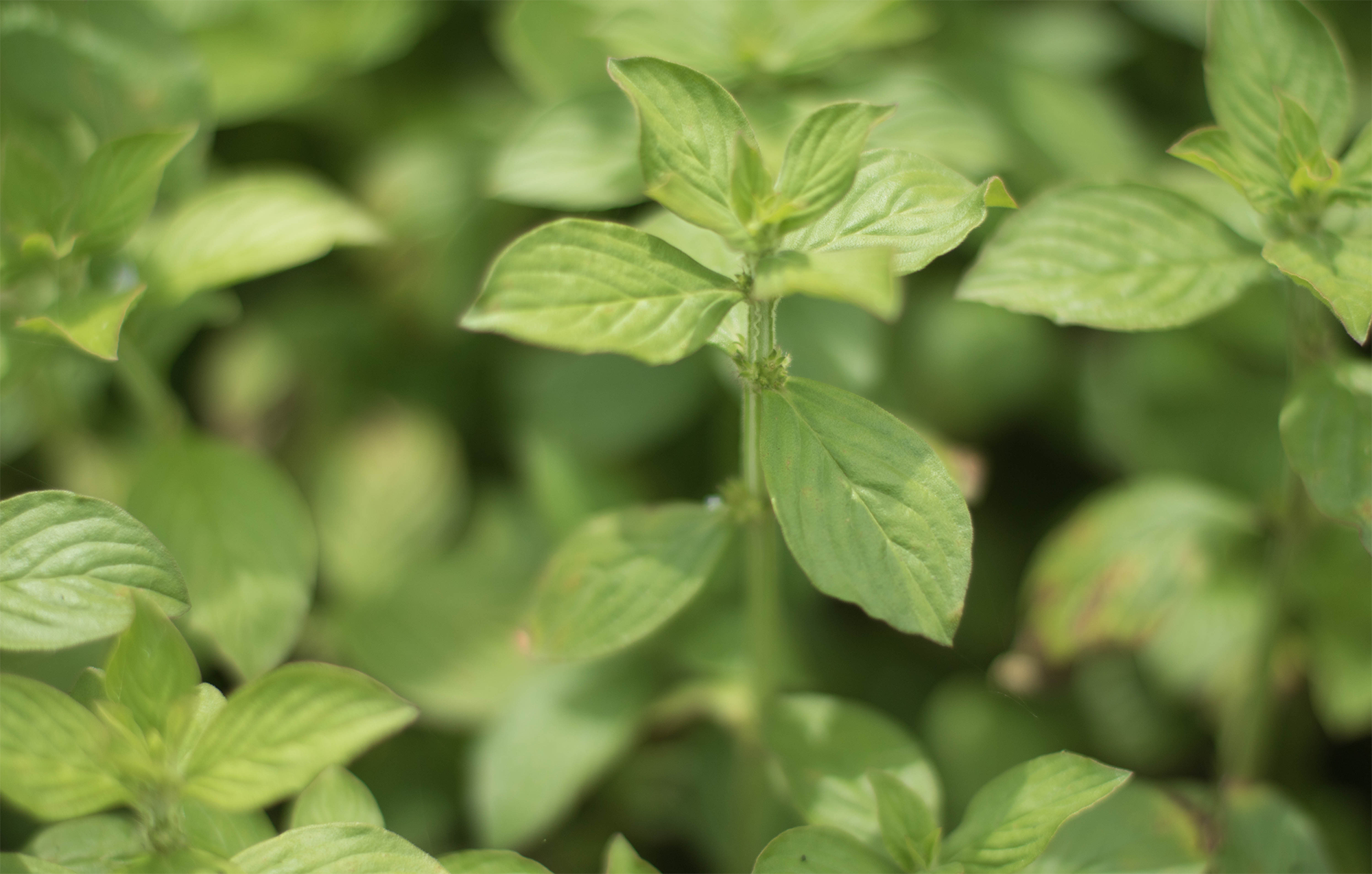 Diodia scandens Sw. · West African Plants