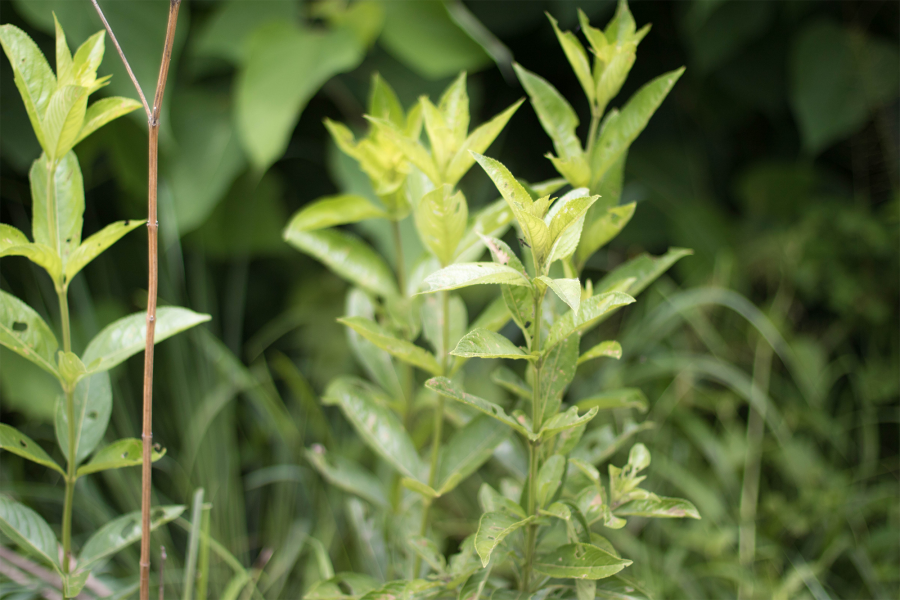 Lippia multiflora · West African Plants