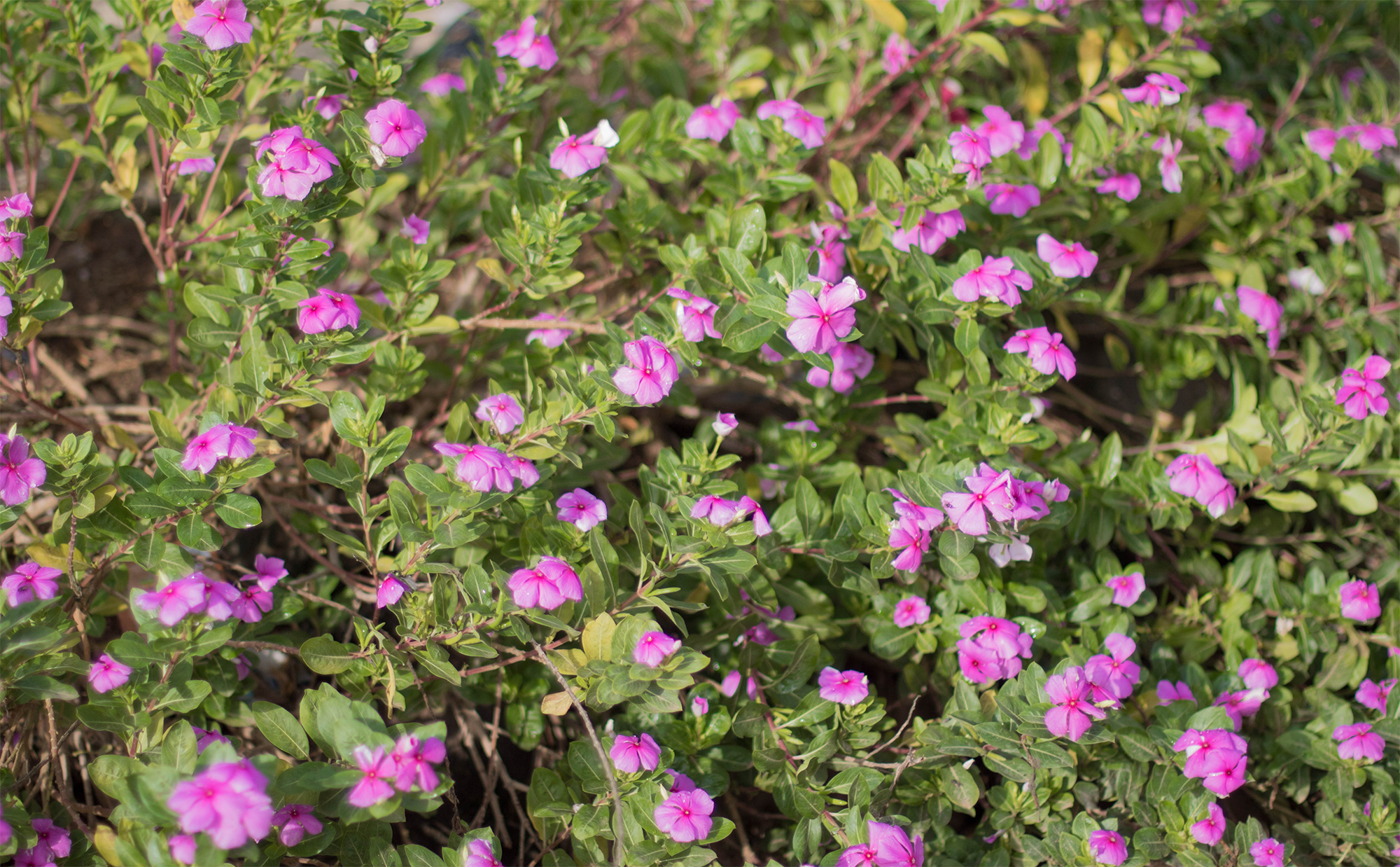 Catharanthus roseus (Roseus) · West African Plants