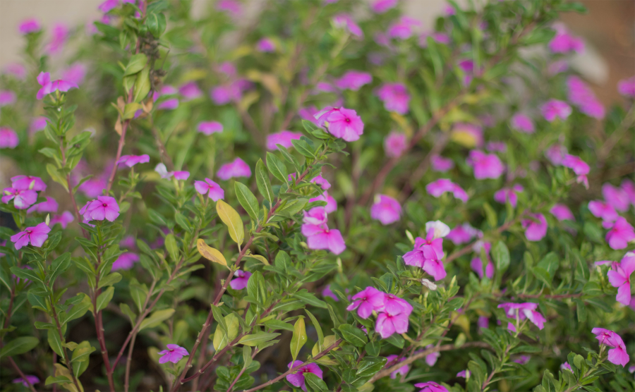 Catharanthus Roseus Roseus West African Plants