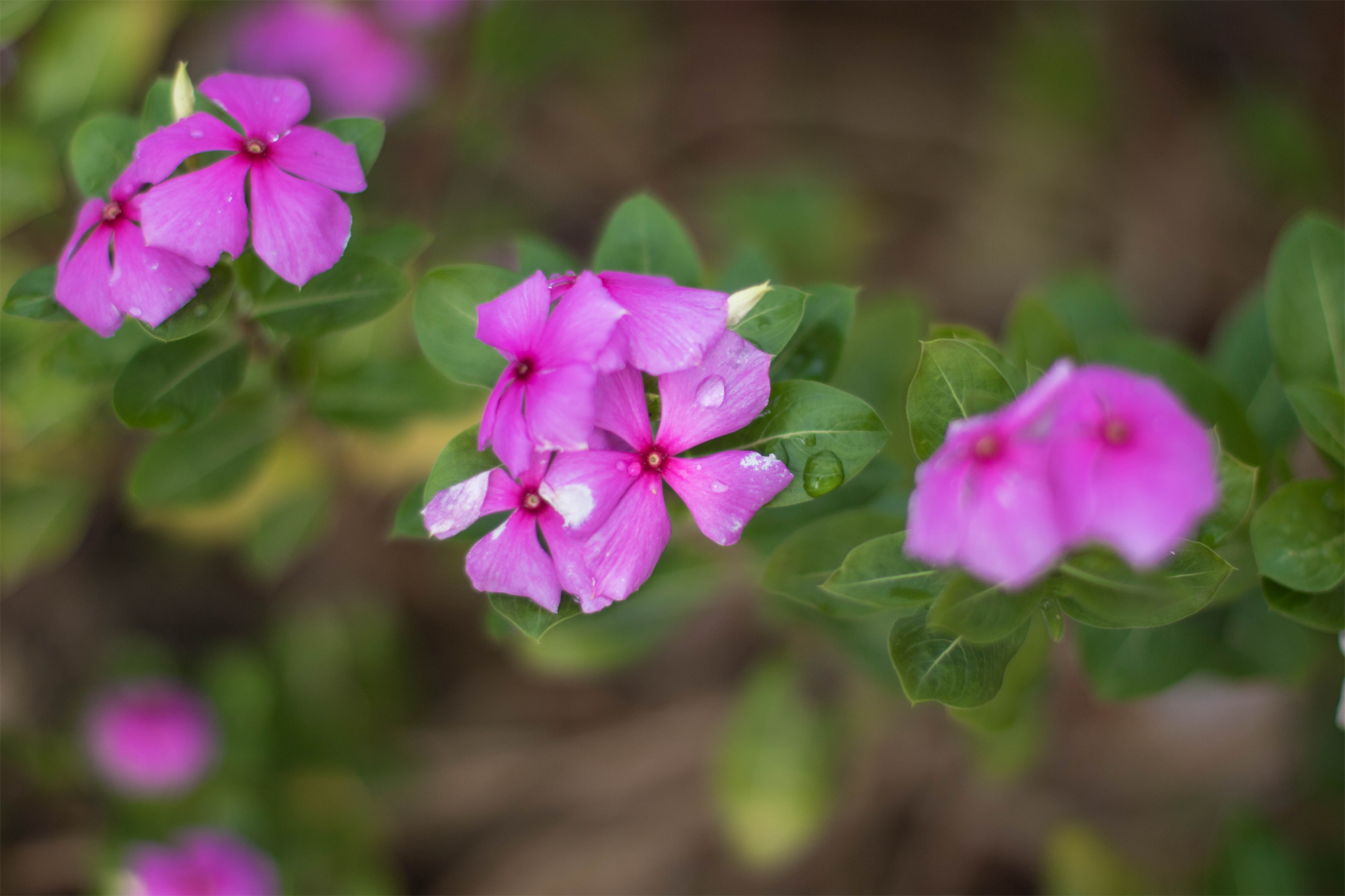 Catharanthus roseus (Roseus) · West African Plants